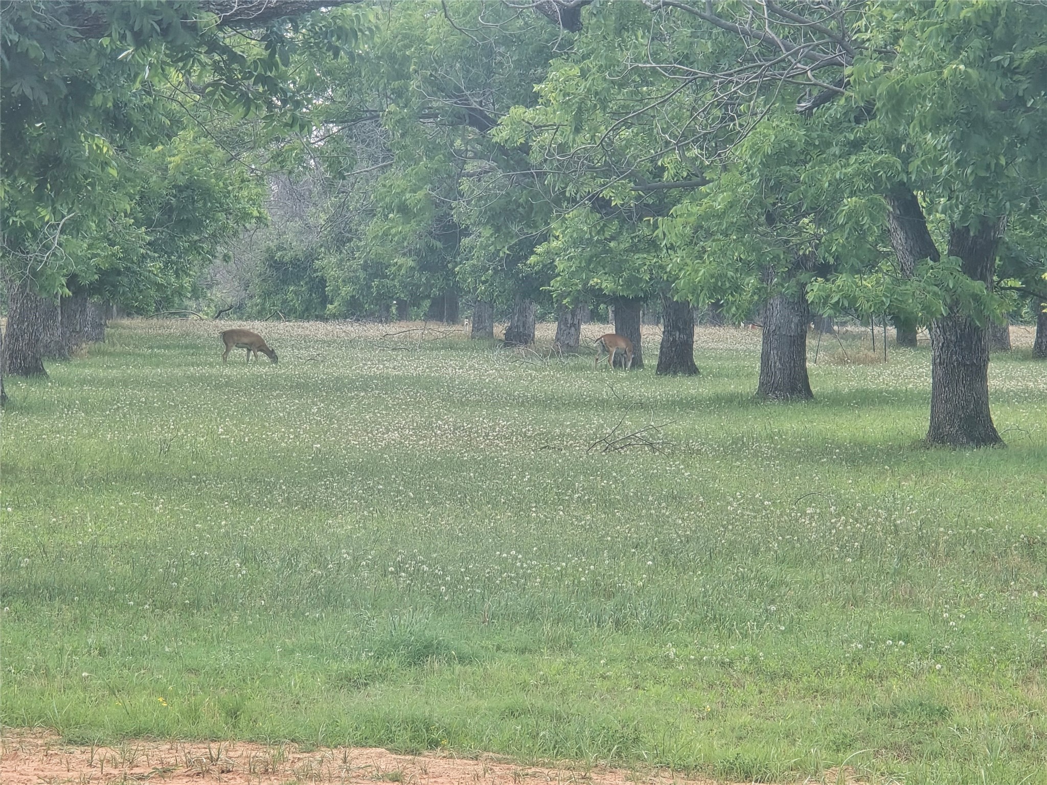 8317 W Landings Road Granbury TX 76049