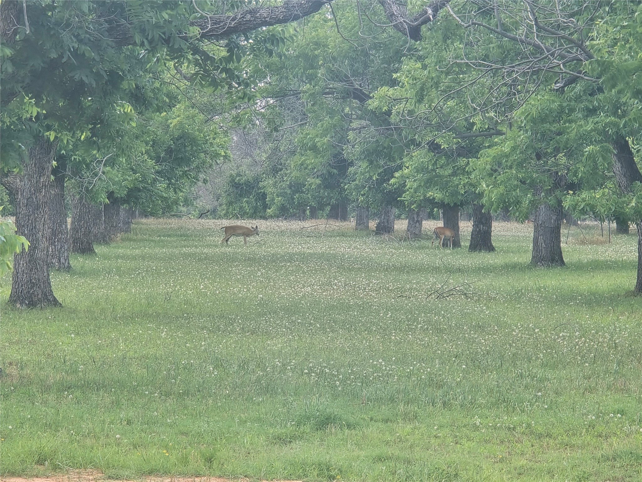 8317 W Landings Road Granbury TX 76049