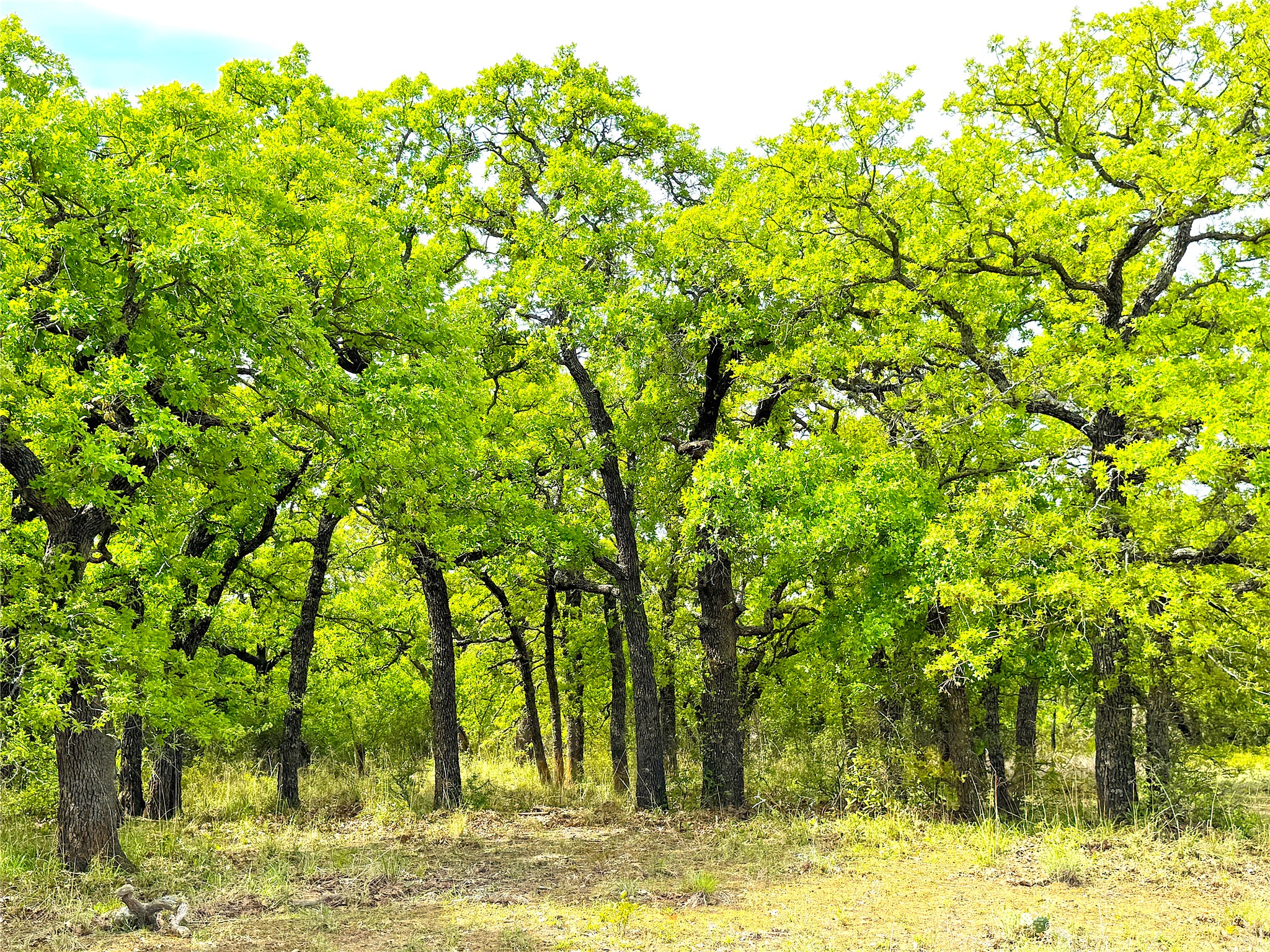 17101 Fm-920 Poolville TX 76487