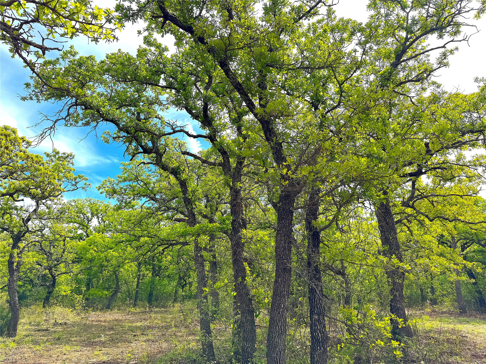 17101 Fm-920 Poolville TX 76487