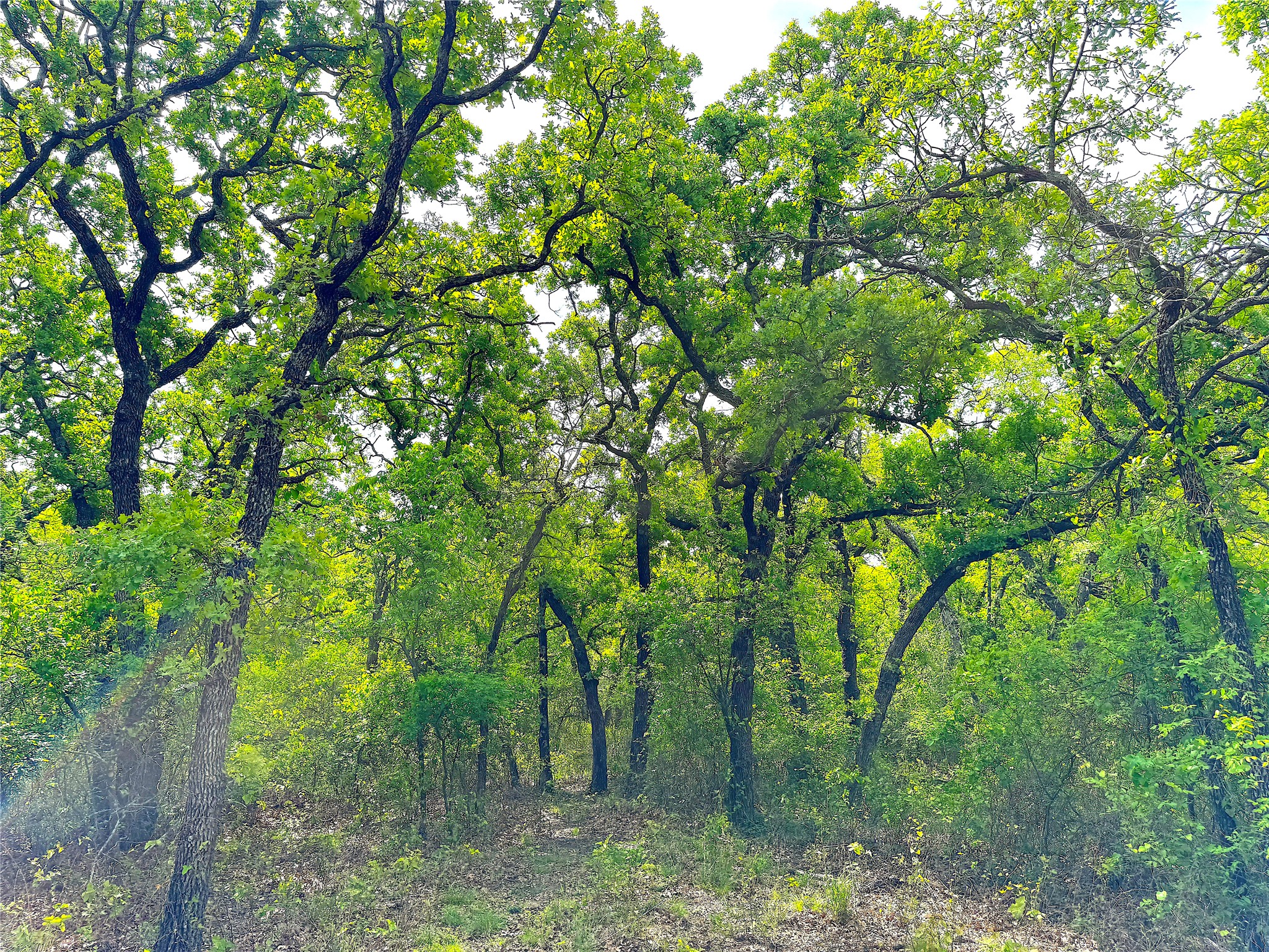 17101 Fm-920 Poolville TX 76487
