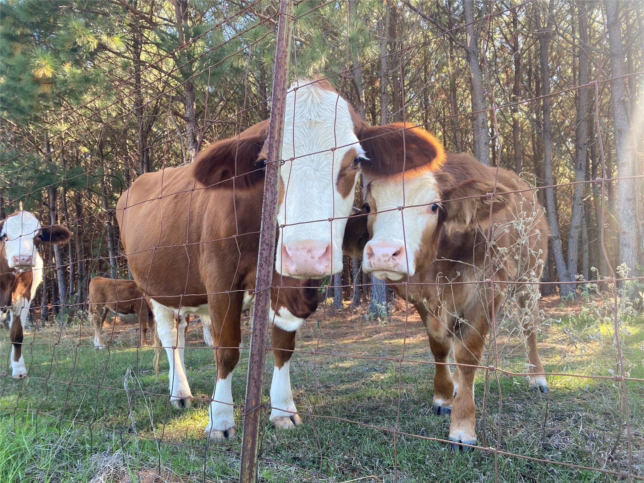 2685 Hawk Road Diana TX 75640