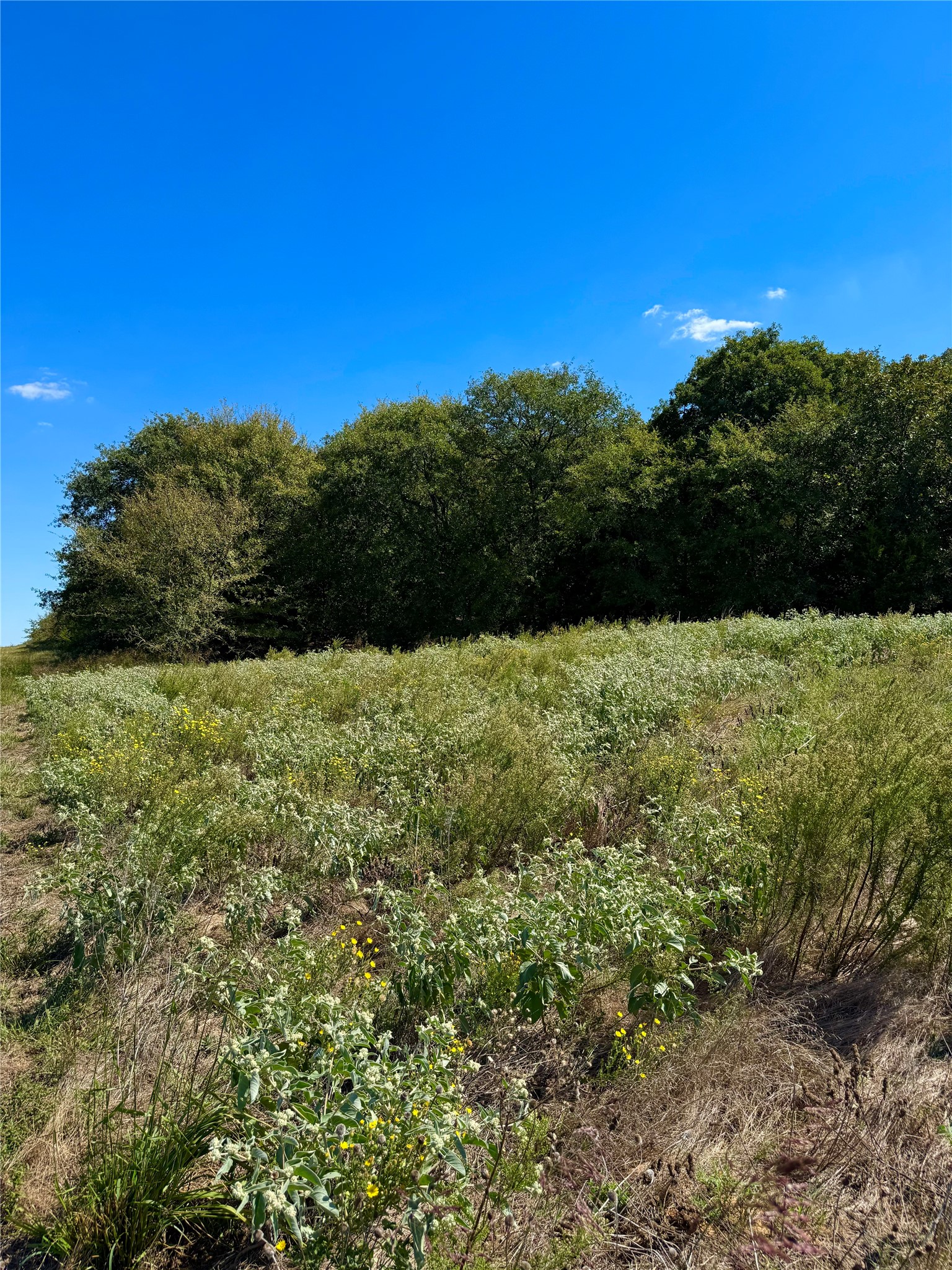 Tbd County Road 208 Gainesville TX 76240