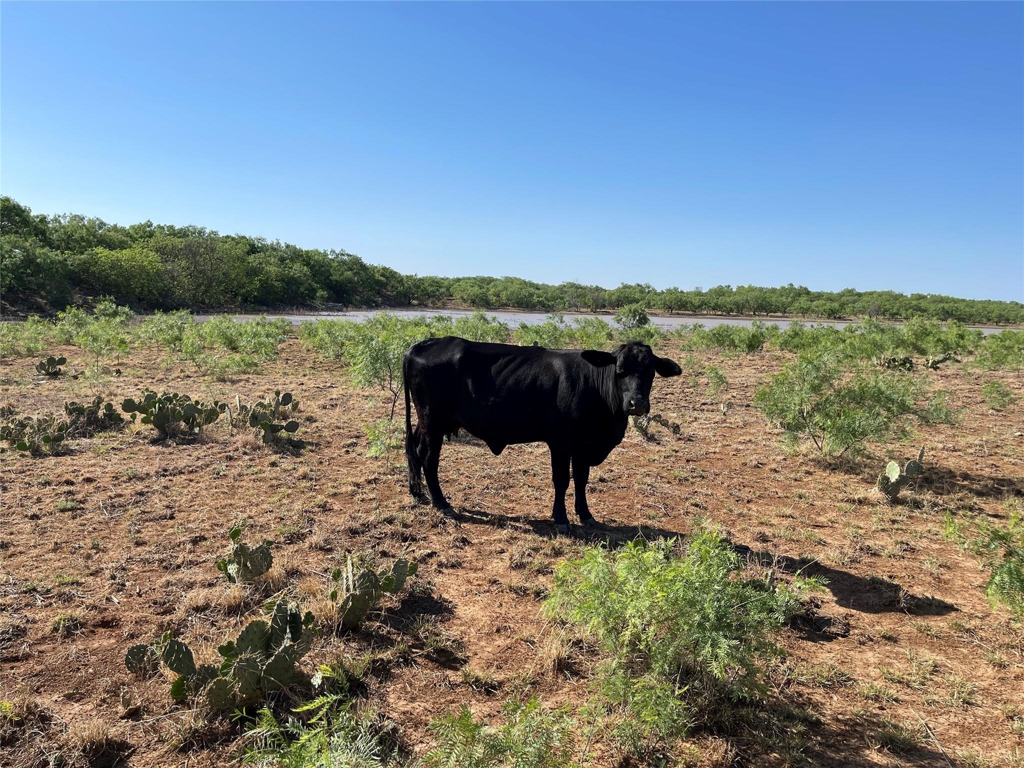 Tbd County Road 346 Gouldbusk TX 76845