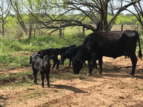 Tbd County Road 154 Breckenridge TX 76424