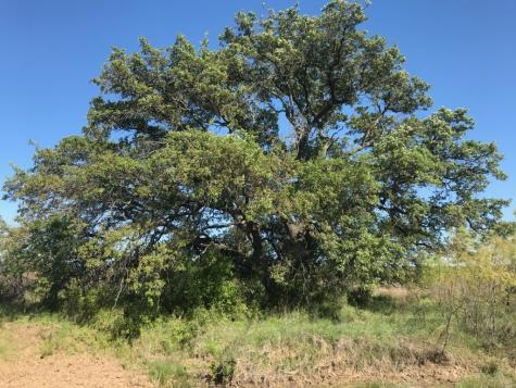 Tbd County Road 154 Breckenridge TX 76424
