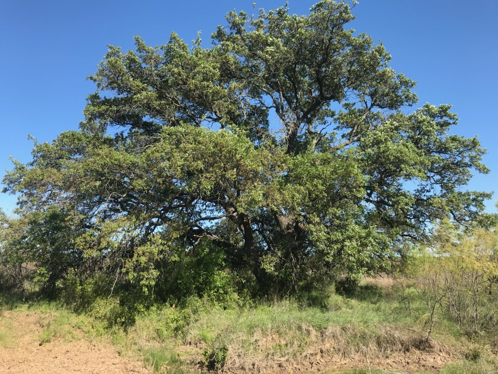 Tbd County Road 154 Breckenridge TX 76424