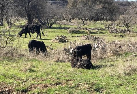 Tbd County Road 154 Breckenridge TX 76424