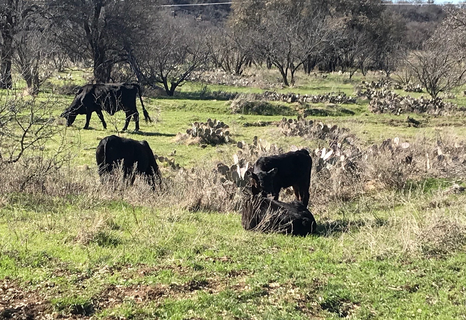 Tbd County Road 154 Breckenridge TX 76424