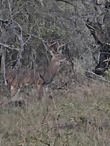 Tbd County Road 154 Breckenridge TX 76424