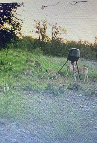 TBD County Road 225 Brookesmith TX 76827