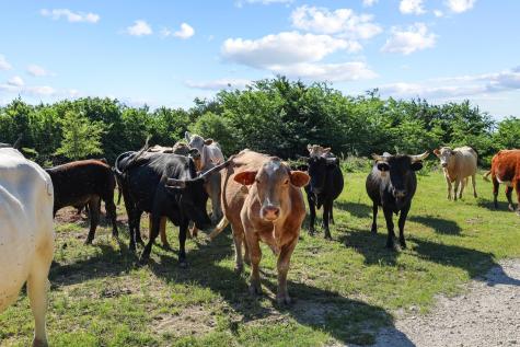 432 Acres Slickum Slough Road Whitesboro TX 76273