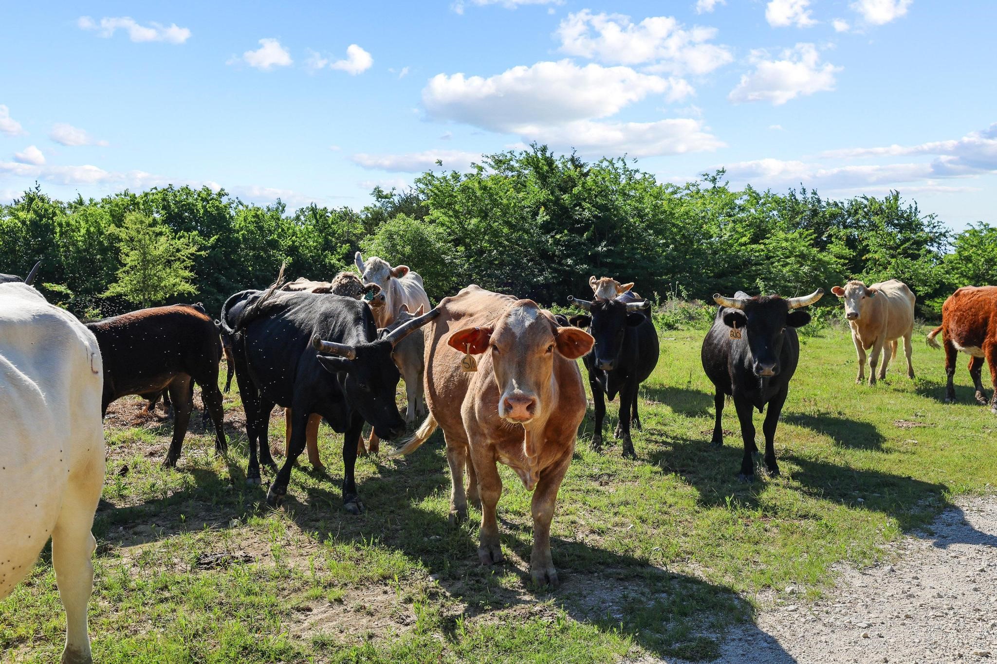 432 Acres Slickum Slough Road Whitesboro TX 76273