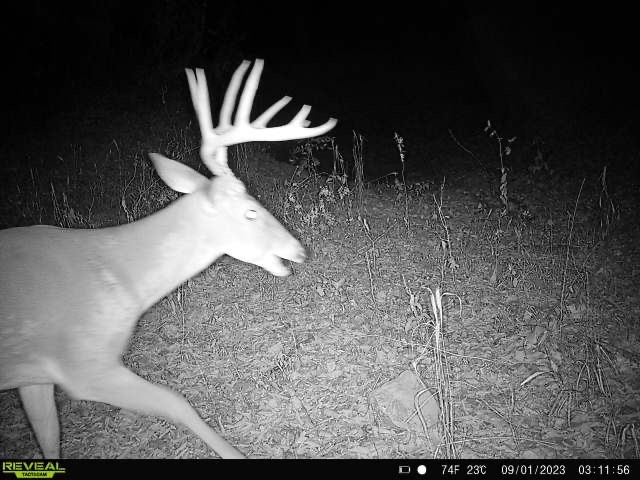 432 Acres Slickum Slough Road Whitesboro TX 76273
