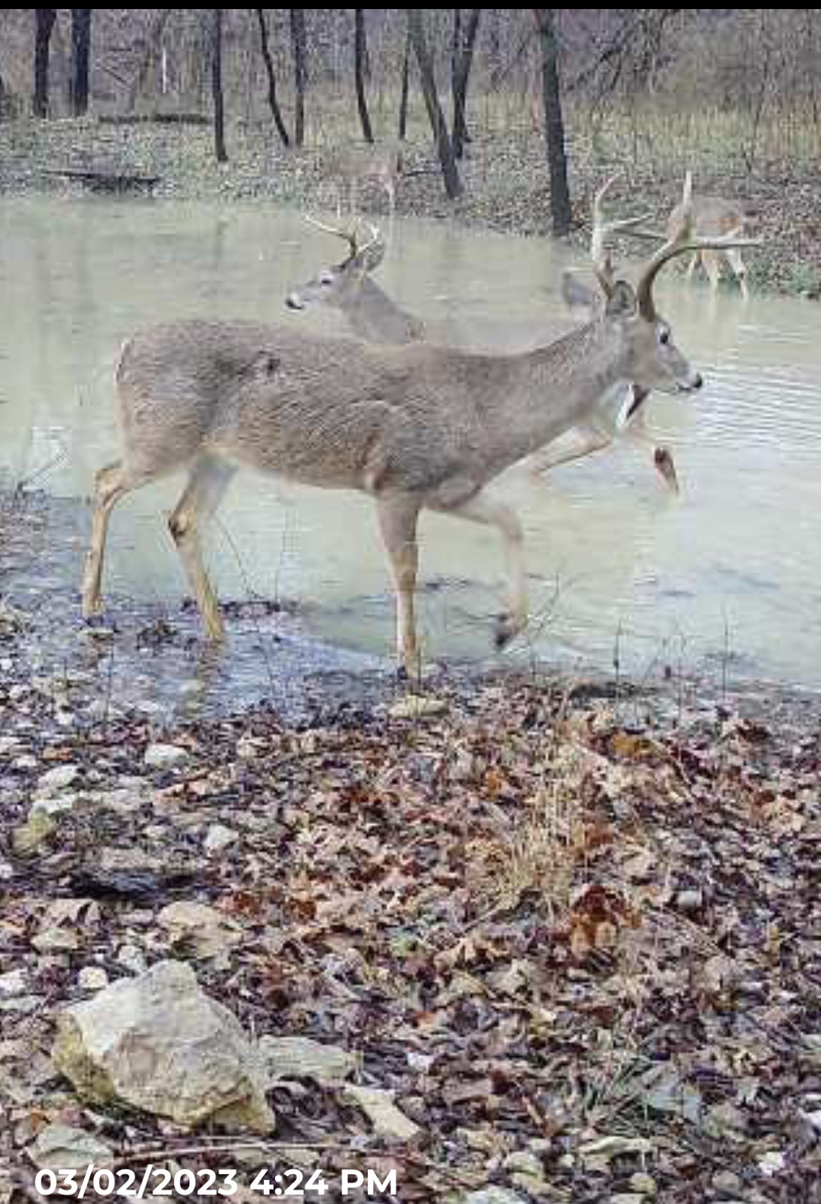 432 Acres Slickum Slough Road Whitesboro TX 76273