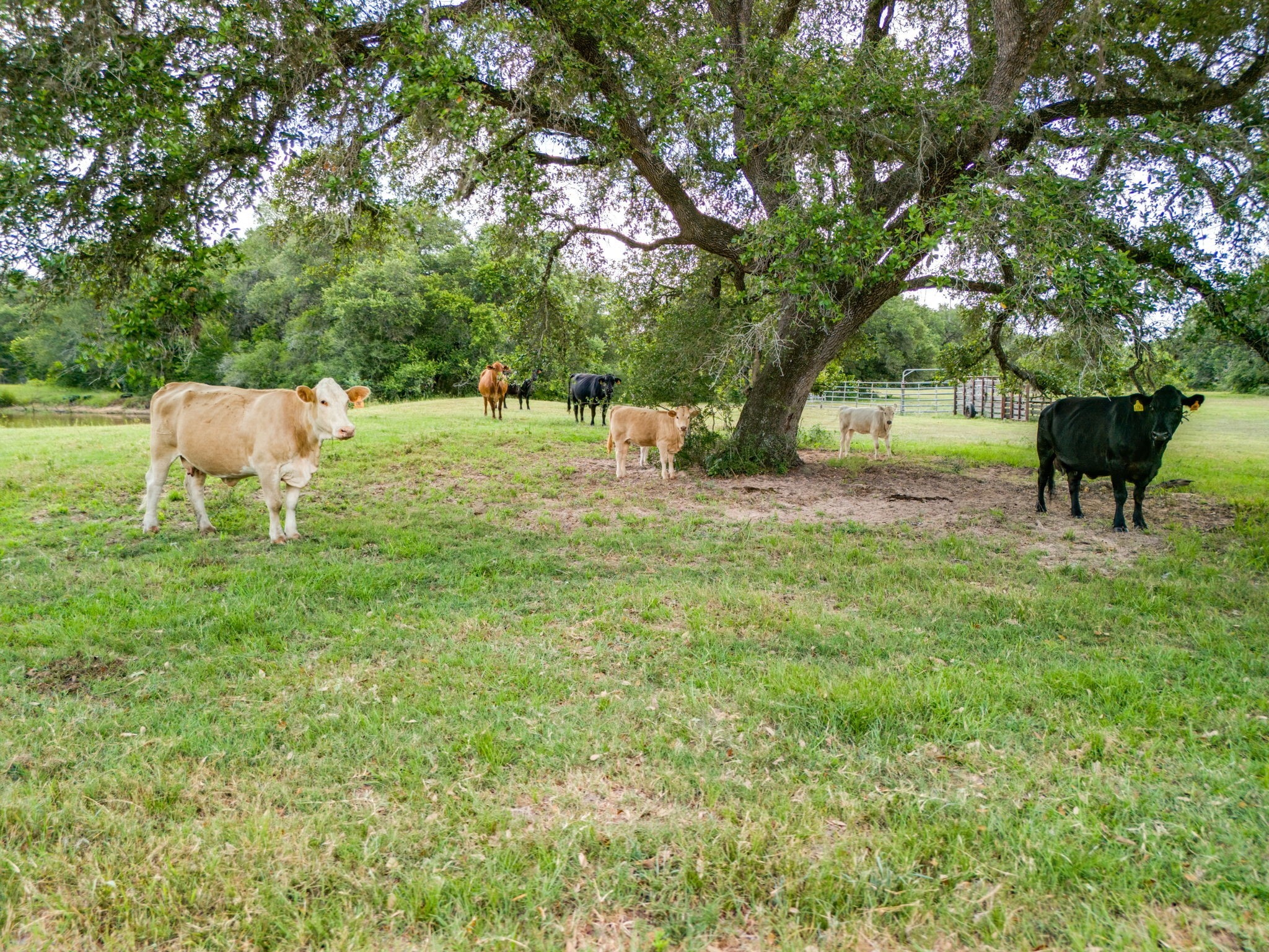 0000 Tbd 552.77 Ac Eagle Lake TX 77434
