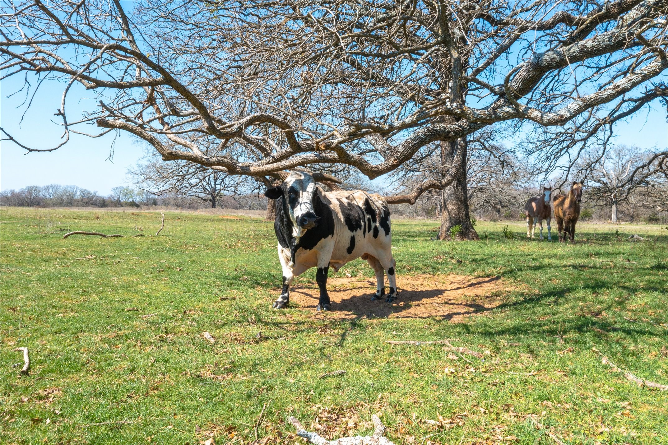 Tbd Vz County Road 1818 Grand Saline TX 75140