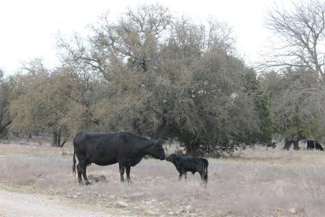 Tbd Hwy 254 Highway Graford TX 76449