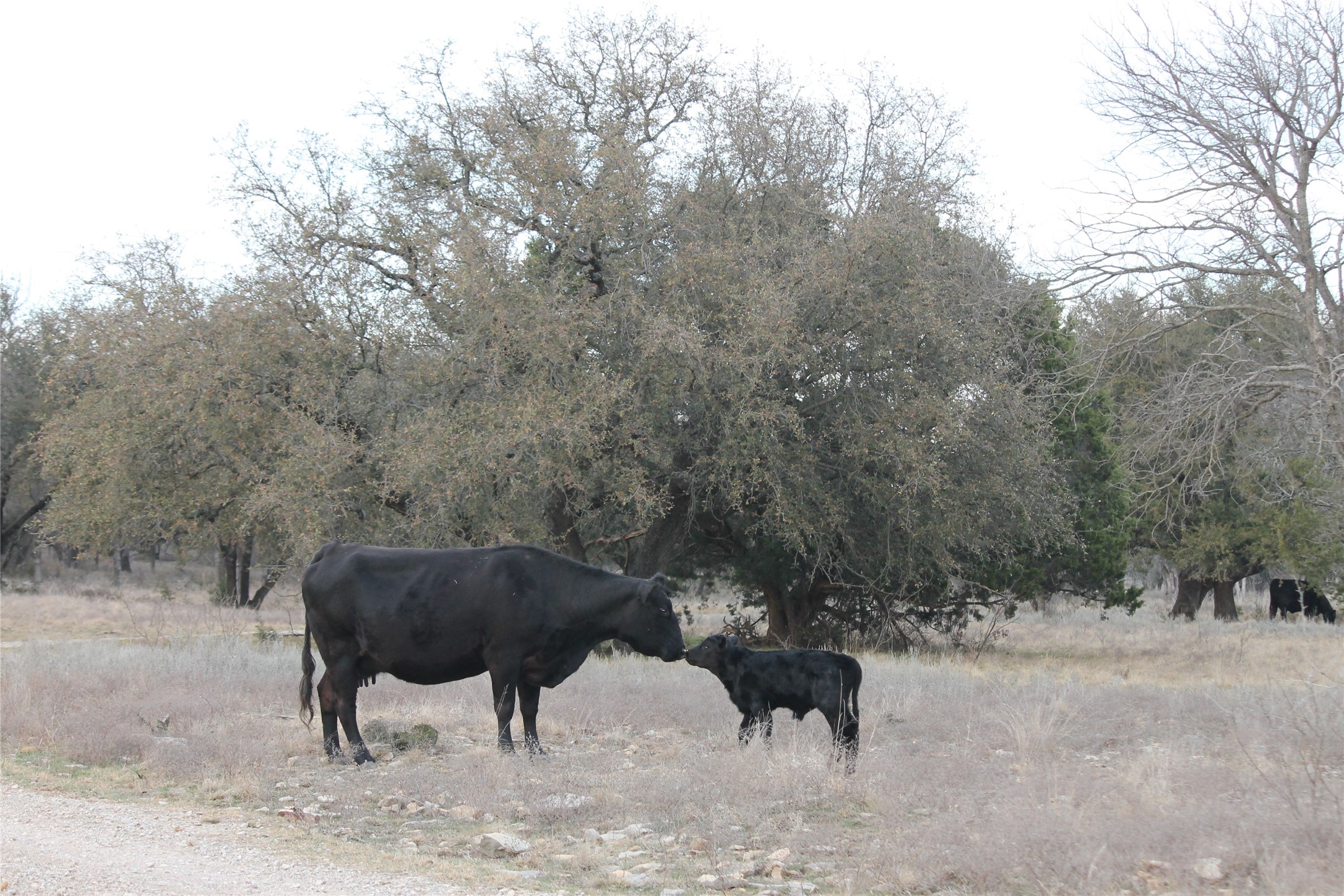 Tbd Highway 254 Highway Graford TX 76449