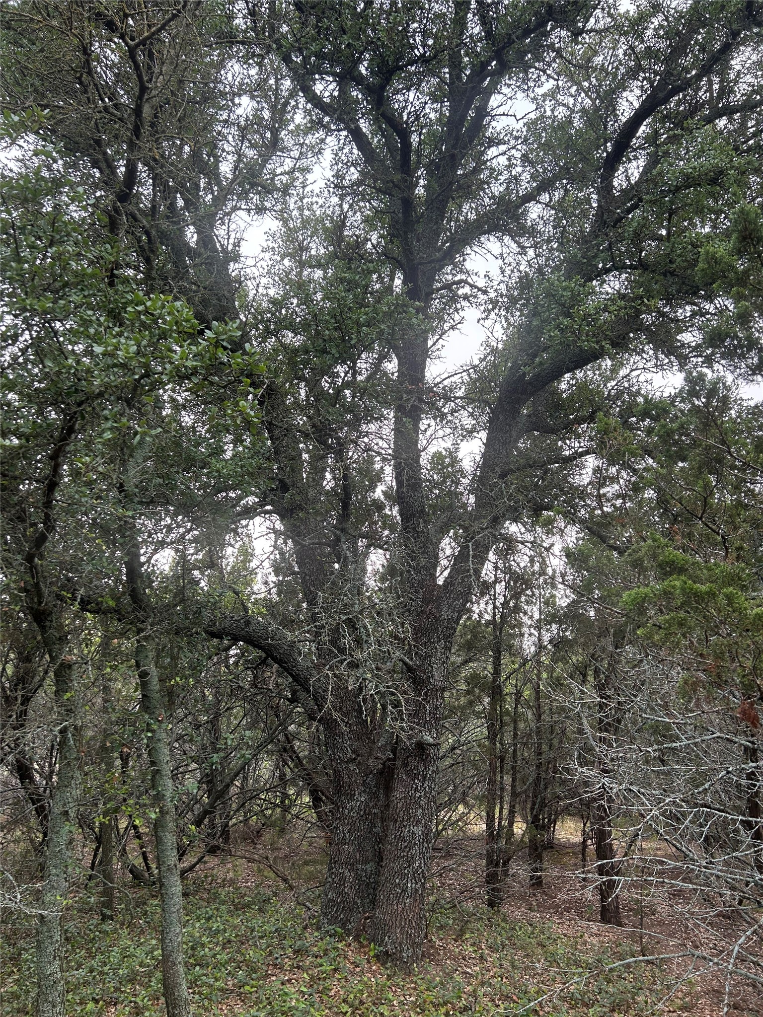 Tuscola TX 79562