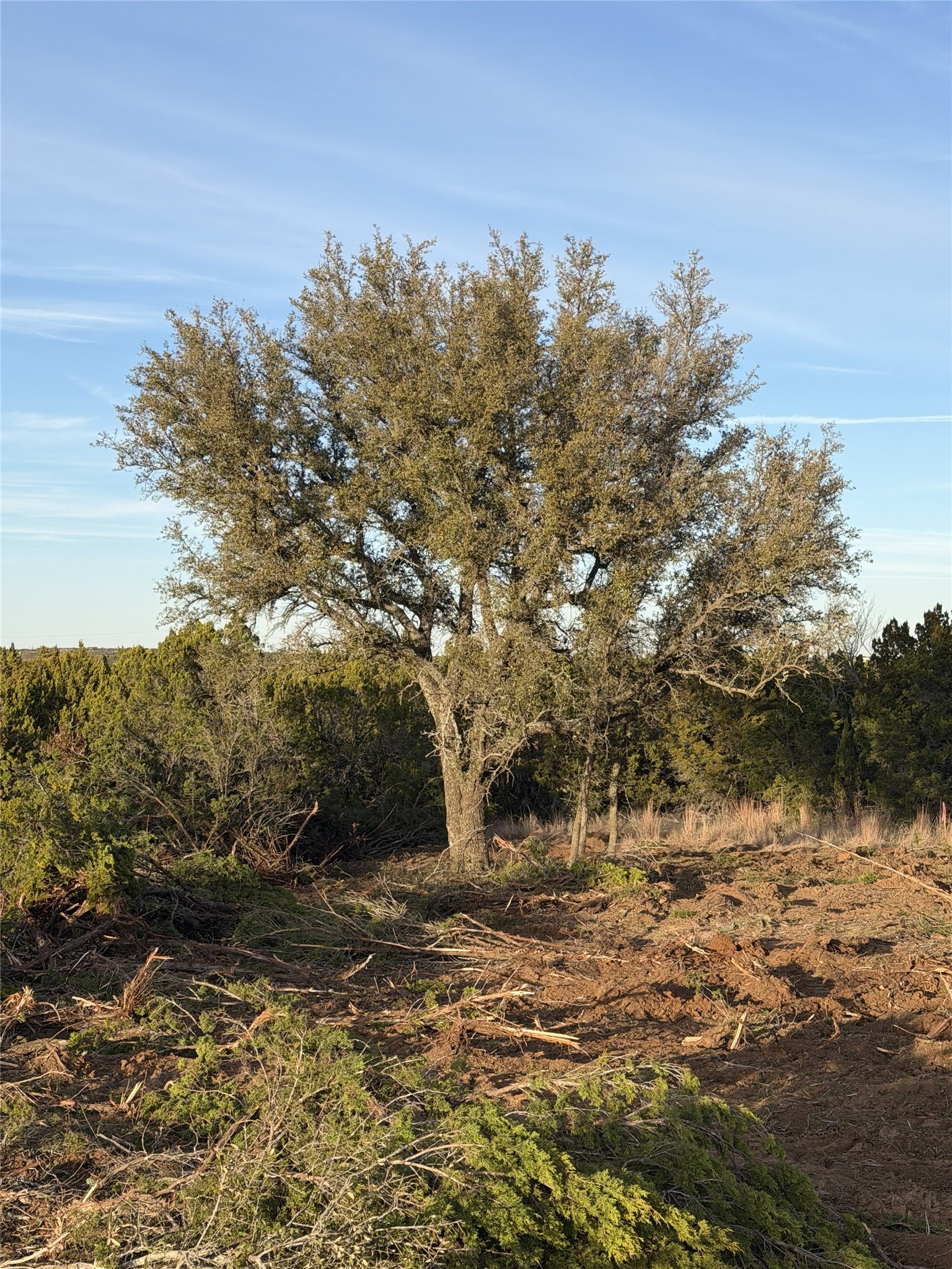 Tuscola TX 79562