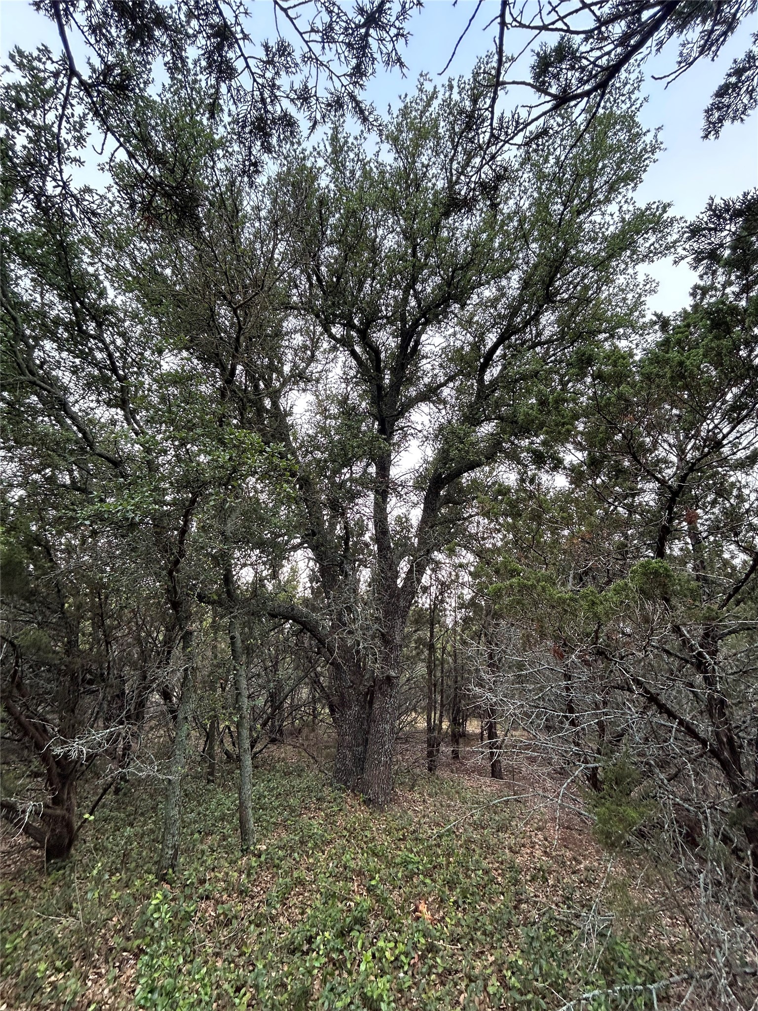 Tuscola TX 79562