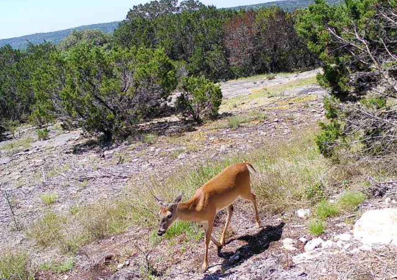 134 Yellowstone Drive Oglesby TX 76561