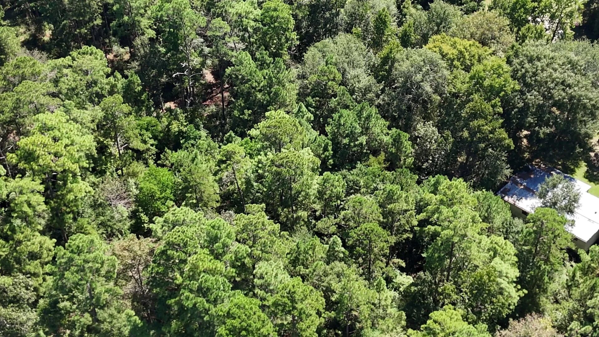 Lot 226 Canyon Drive Onalaska TX 77360