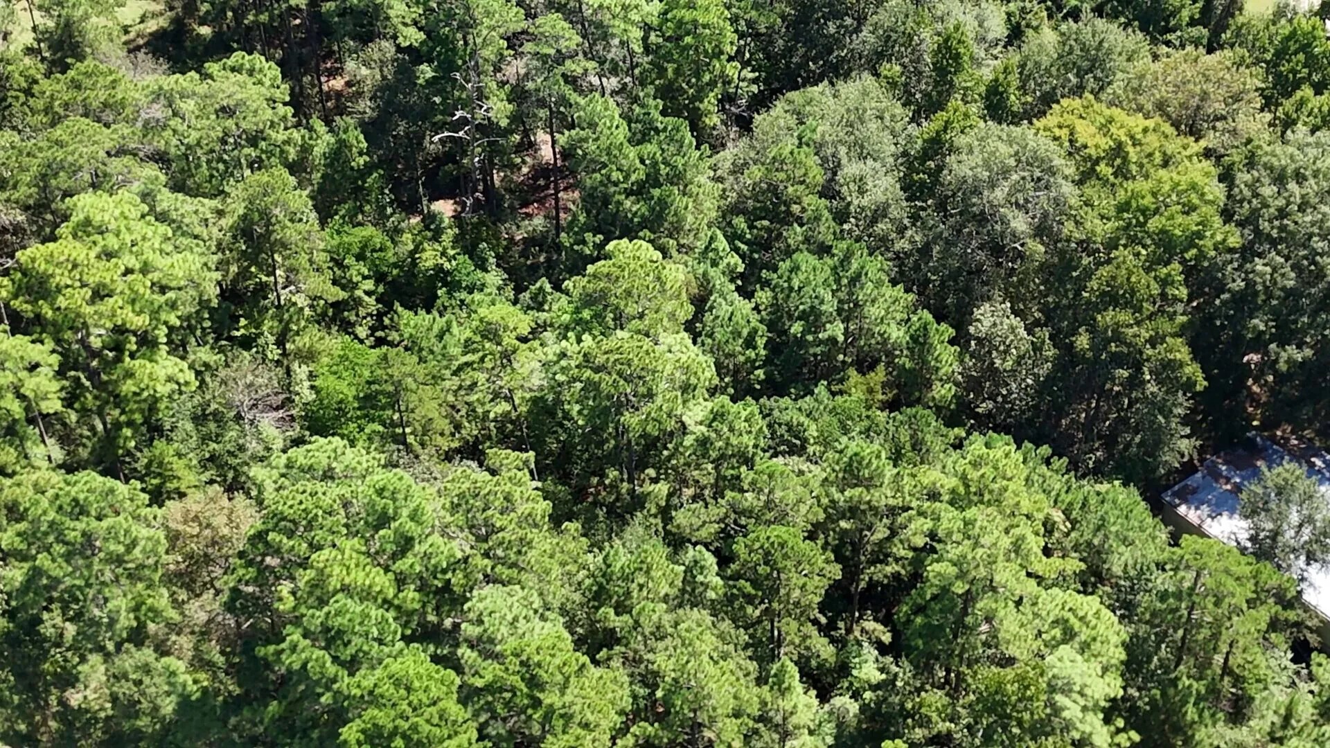 Lot 226 Canyon Drive Onalaska TX 77360