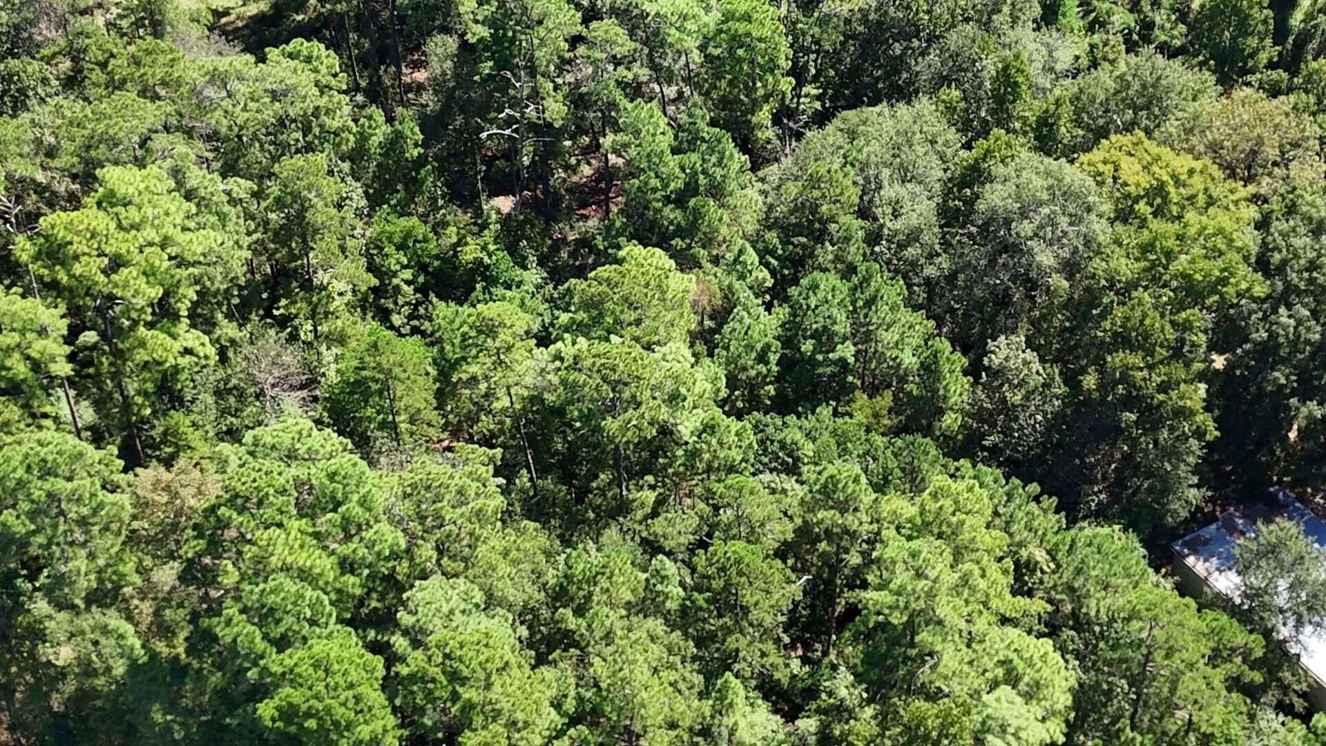 Lot 226 Canyon Drive Onalaska TX 77360
