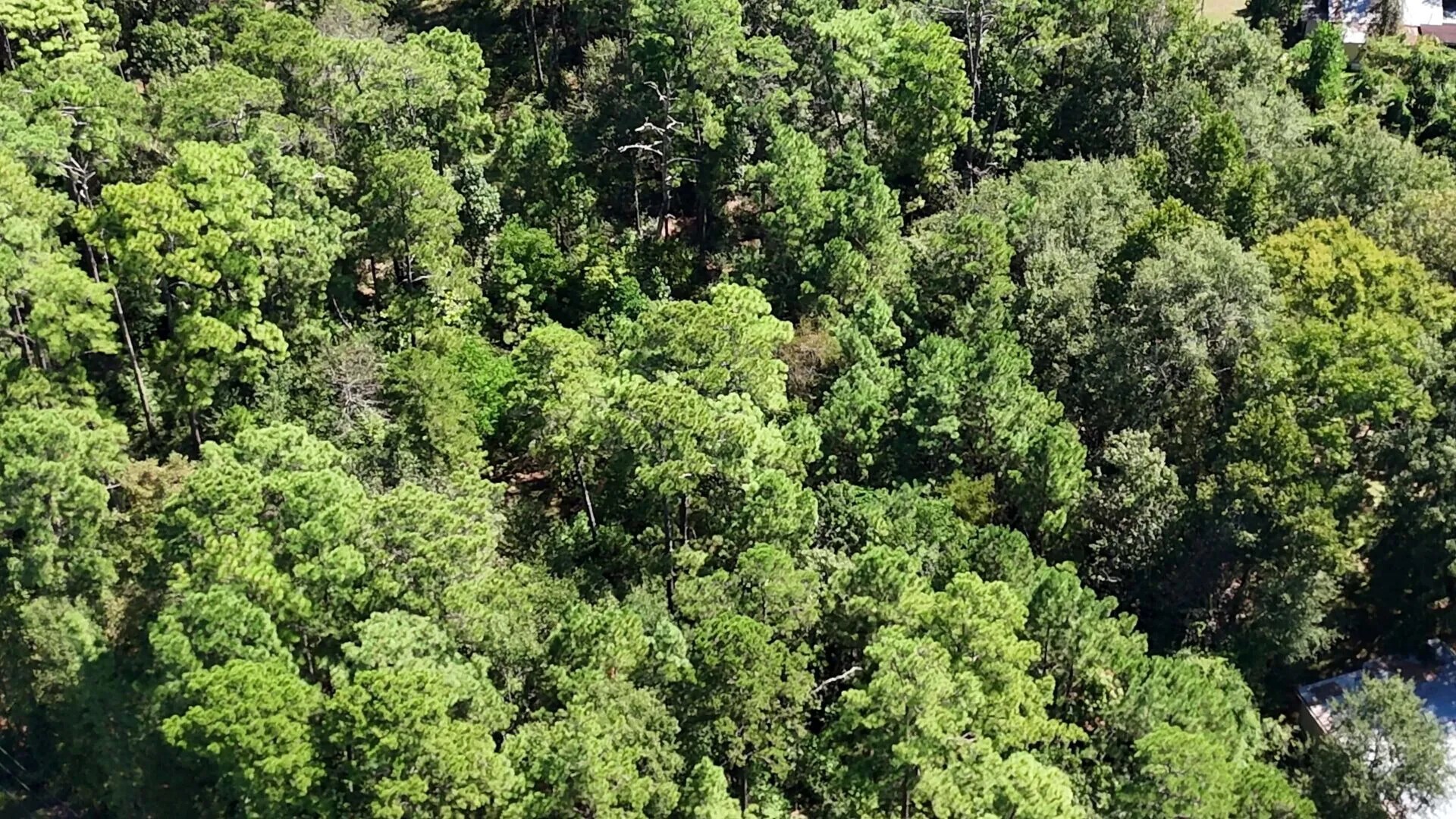 Lot 226 Canyon Drive Onalaska TX 77360