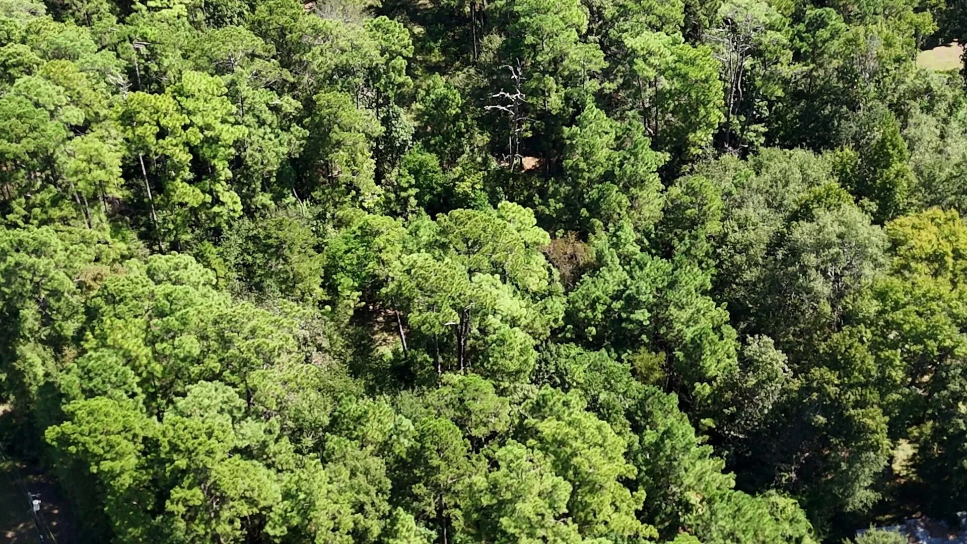 Lot 226 Canyon Drive Onalaska TX 77360