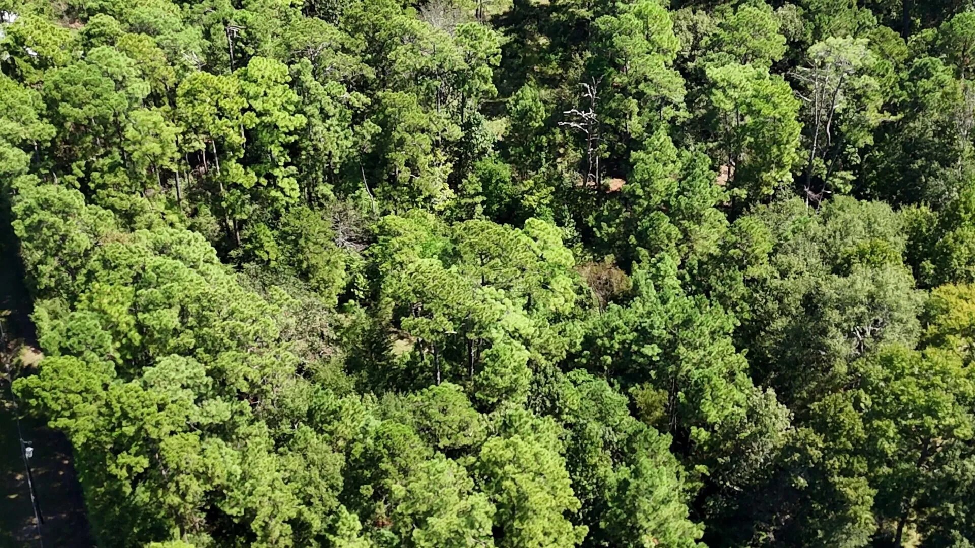 Lot 226 Canyon Drive Onalaska TX 77360