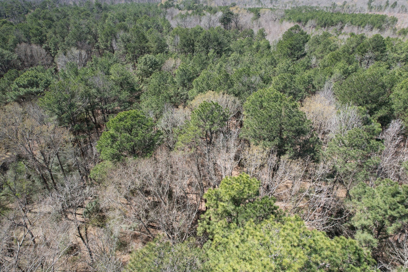 Tbd Billy Ray Road Marshall TX 75672