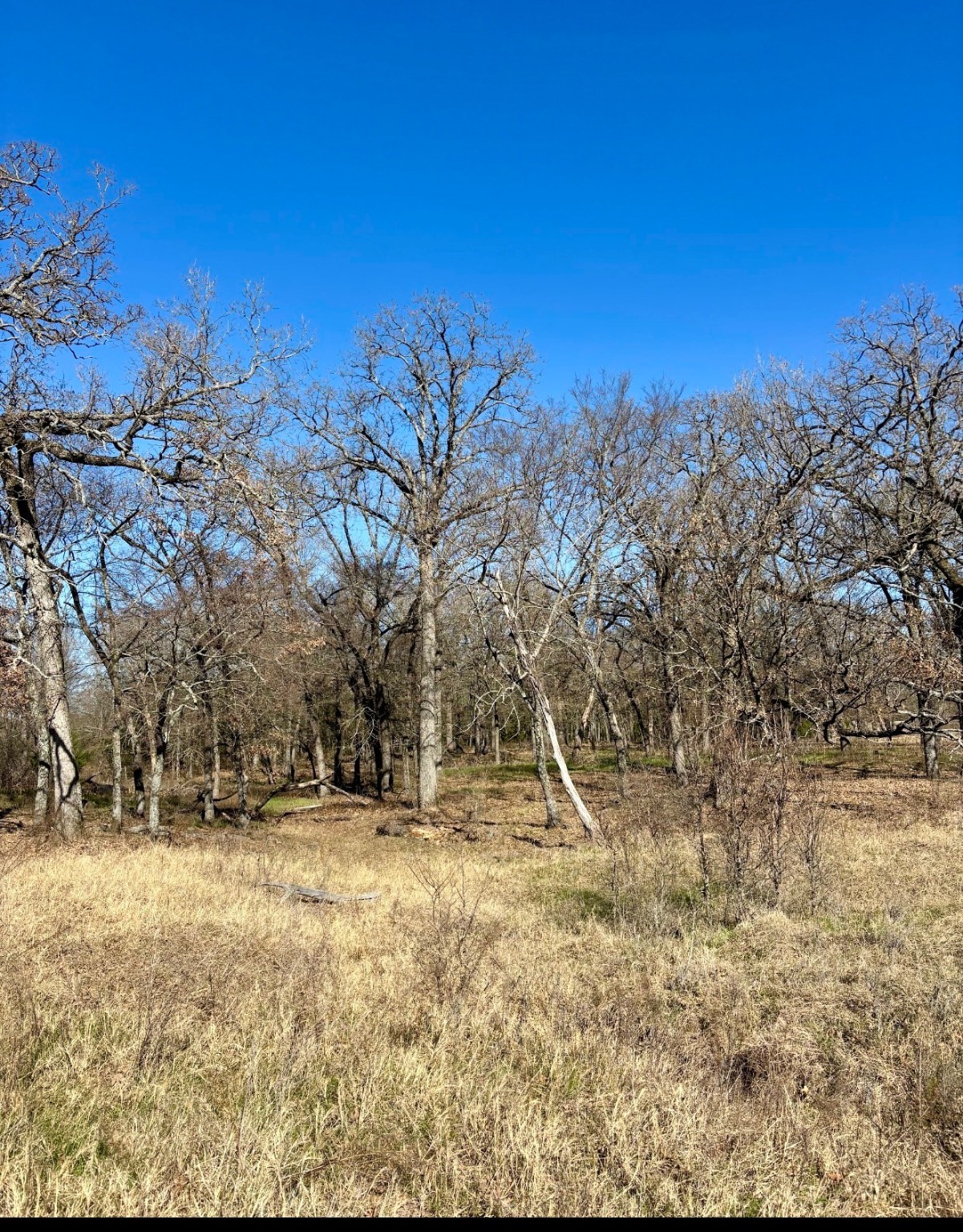 Tbd County Road 1200 Athens TX 75751