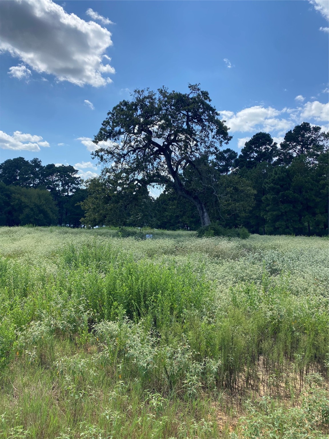 Trail 108 Pr 1314 Centerville TX 75833