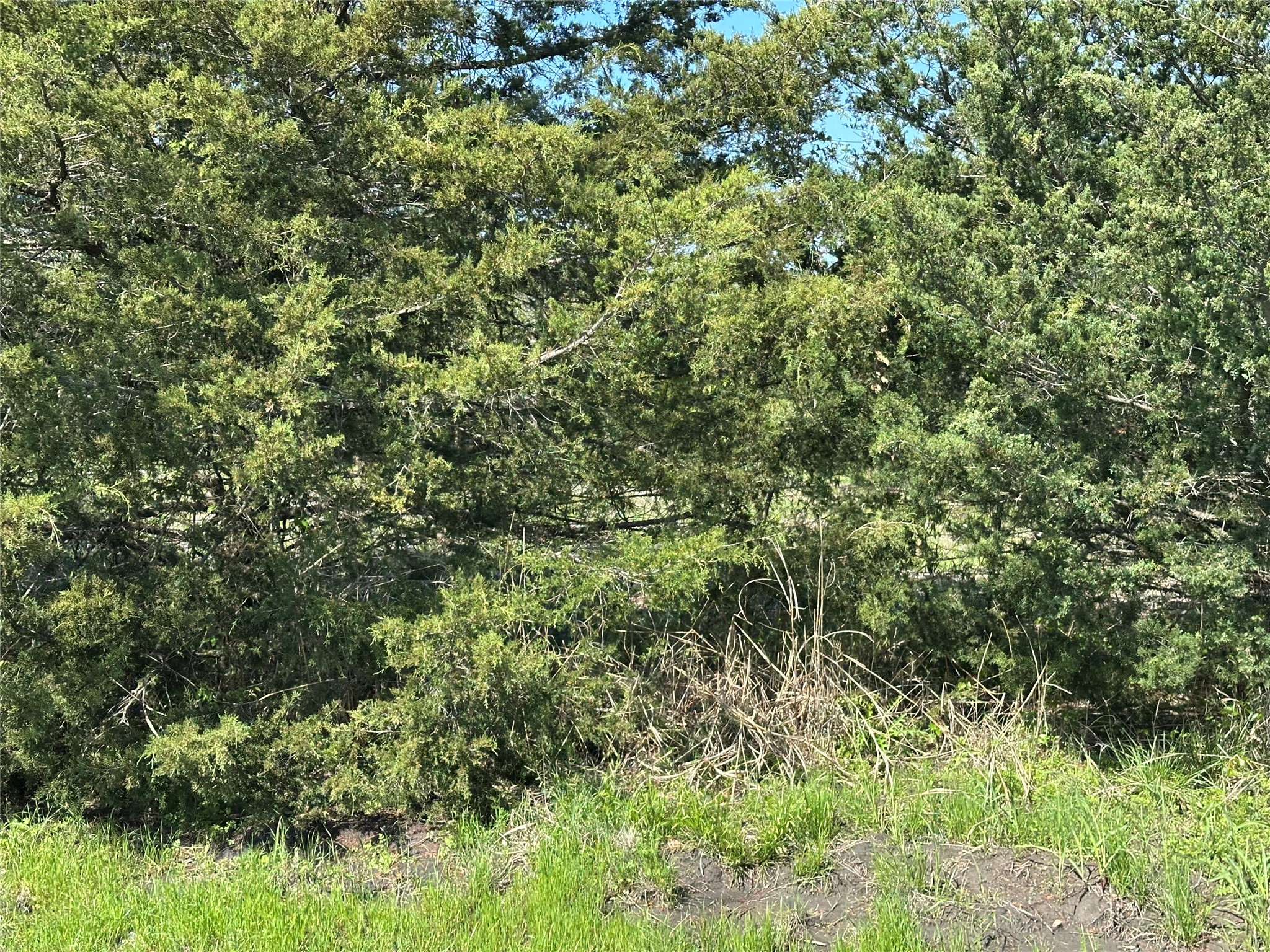 Tract 6 Farm To Market 1743 Honey Grove TX 75446