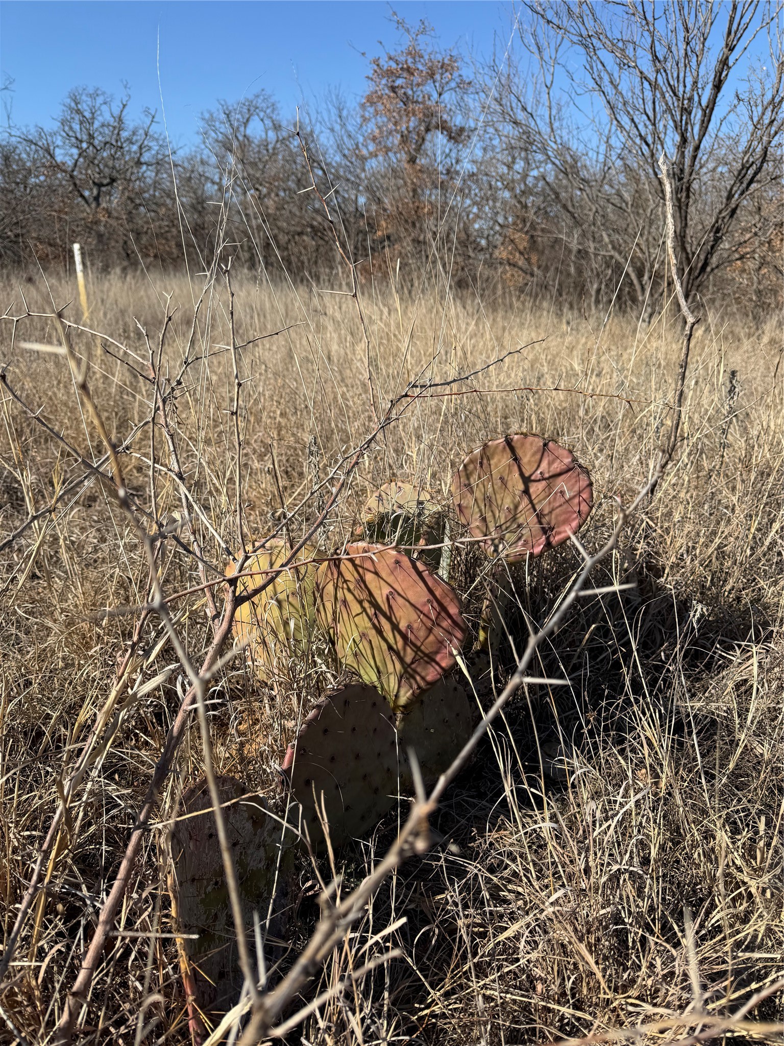 334 Co Road 334 Eastland TX 76448