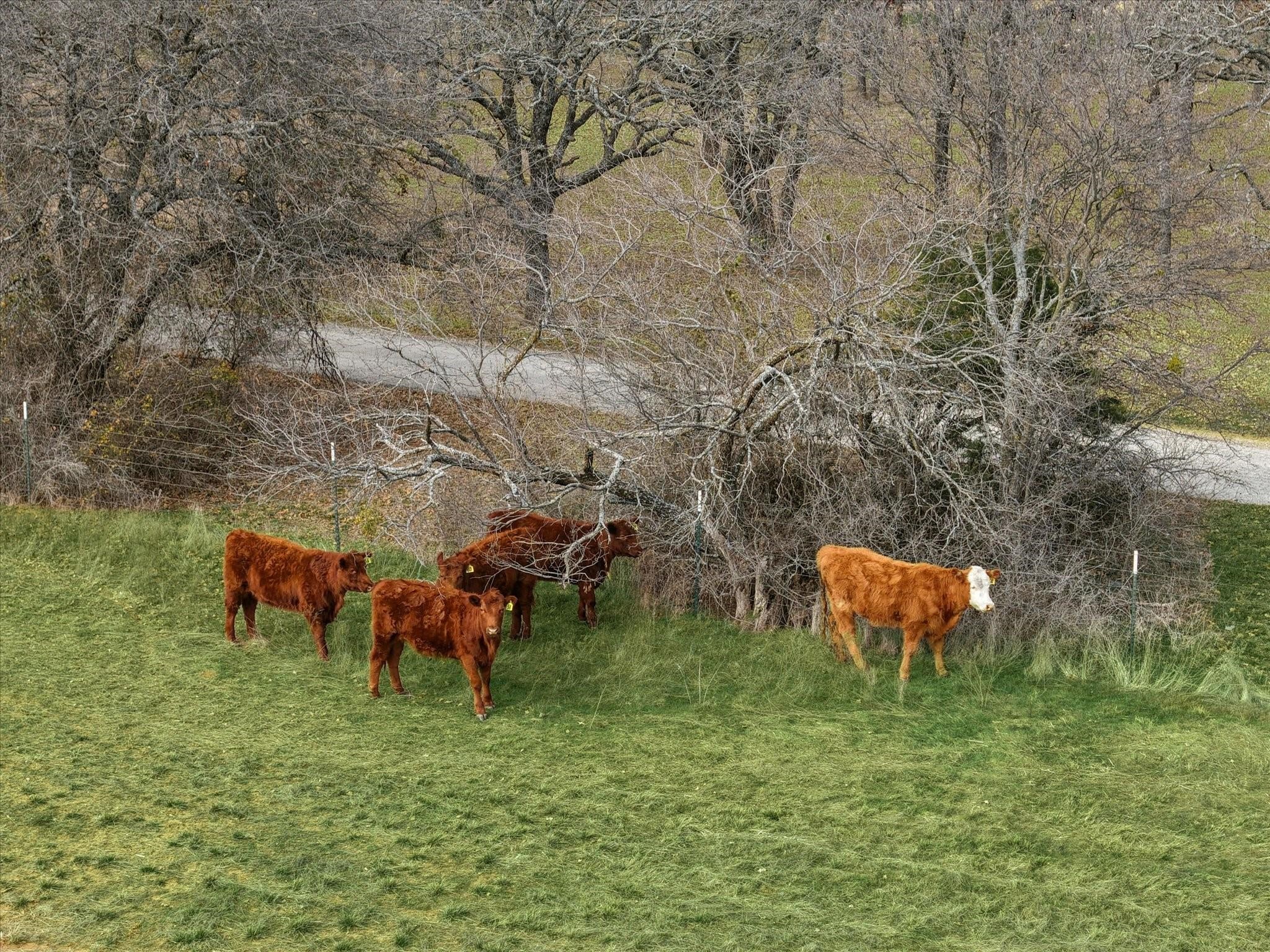 Tbd Fm 4 Jacksboro TX 76458