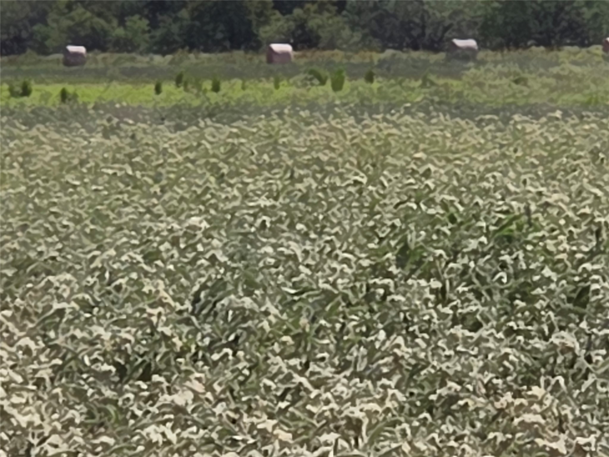 Tbd 20 Acres SE Cr 3150 Corsicana TX 75109
