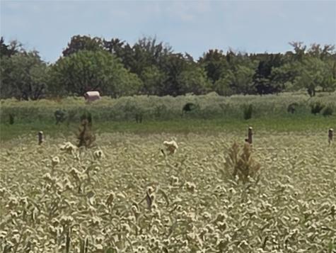 Tbd 20 Acres SE Cr 3150 Corsicana TX 75109