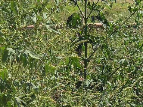 Tbd 20 Acres SE Cr 3150 Corsicana TX 75109