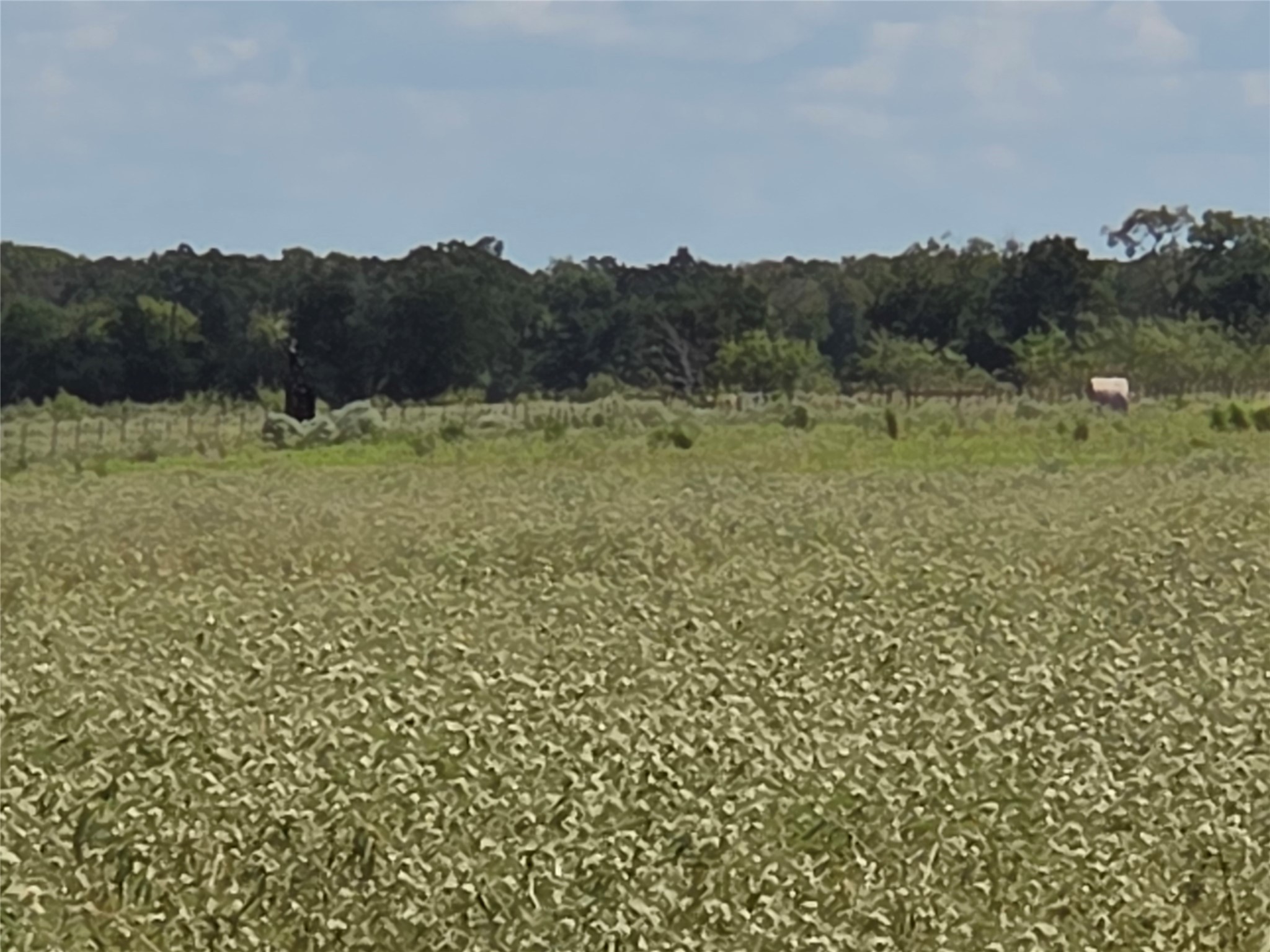 Tbd 20 Acres SE Cr 3150 Corsicana TX 75109
