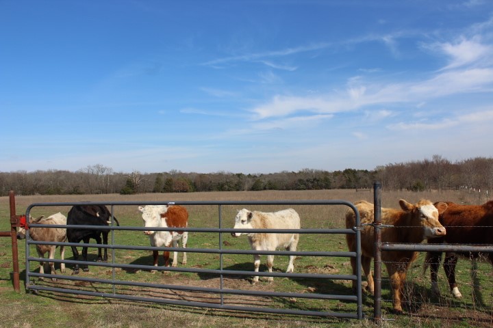 2488 Rs County Road 1525 Point TX 75472
