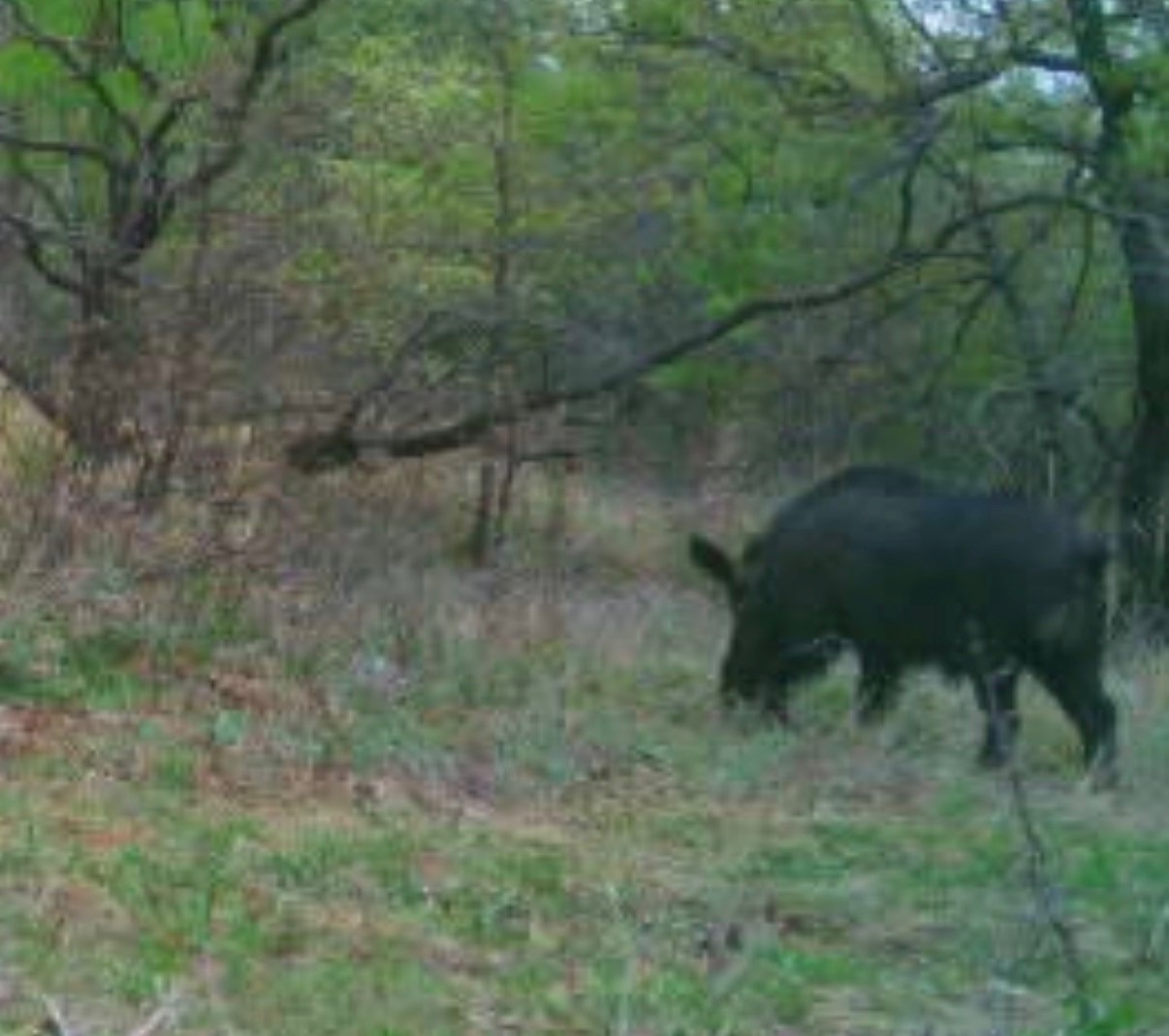 13100 Us 281 North Jacksboro TX 76458