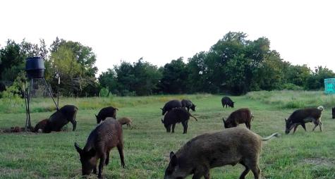 1408 Fm 3119 Mexia TX 76667