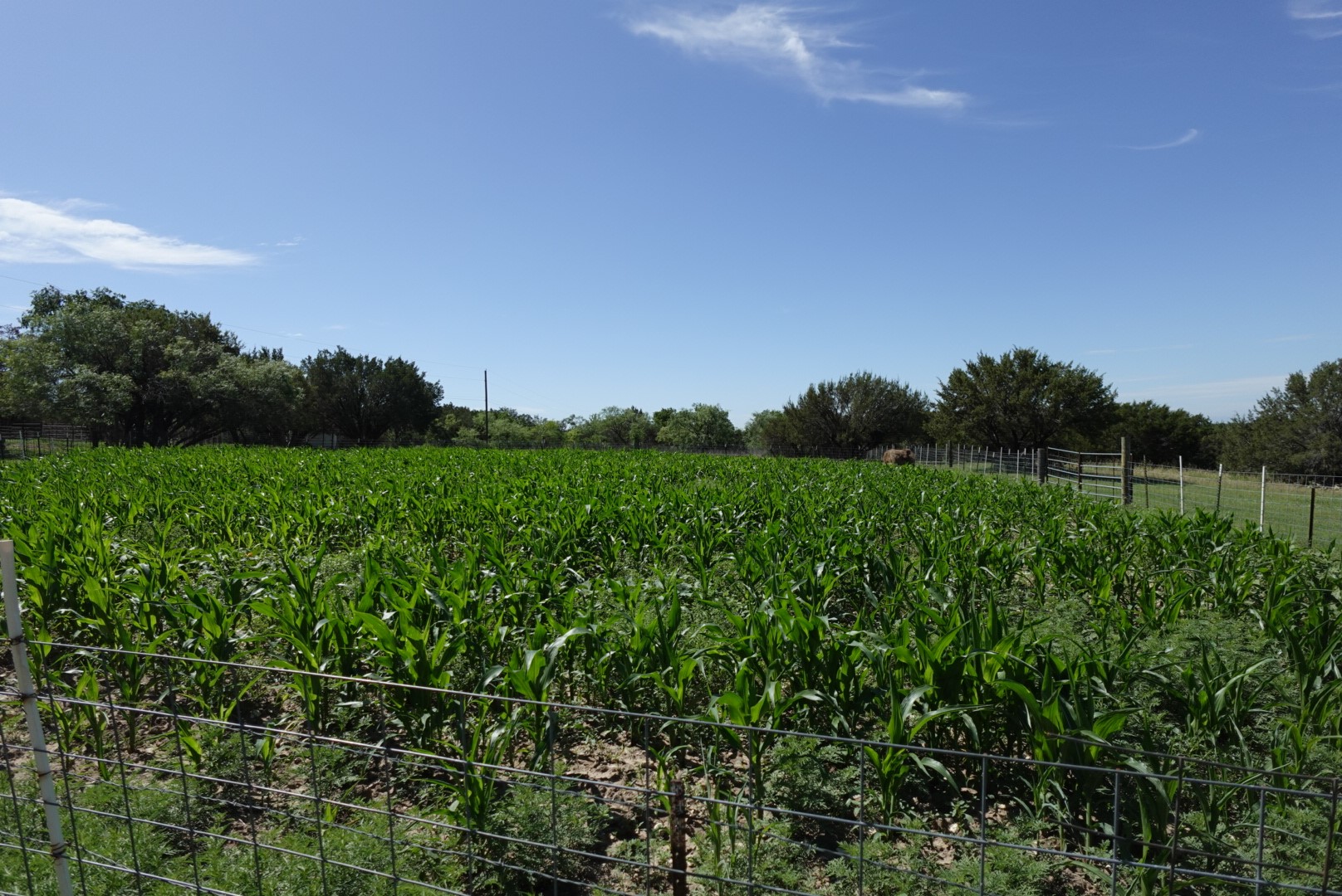 30495 State Highway 6 Hico TX 76457
