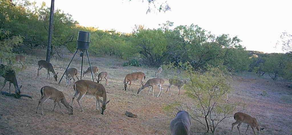 4599 Burwick Road Jacksboro TX 76458