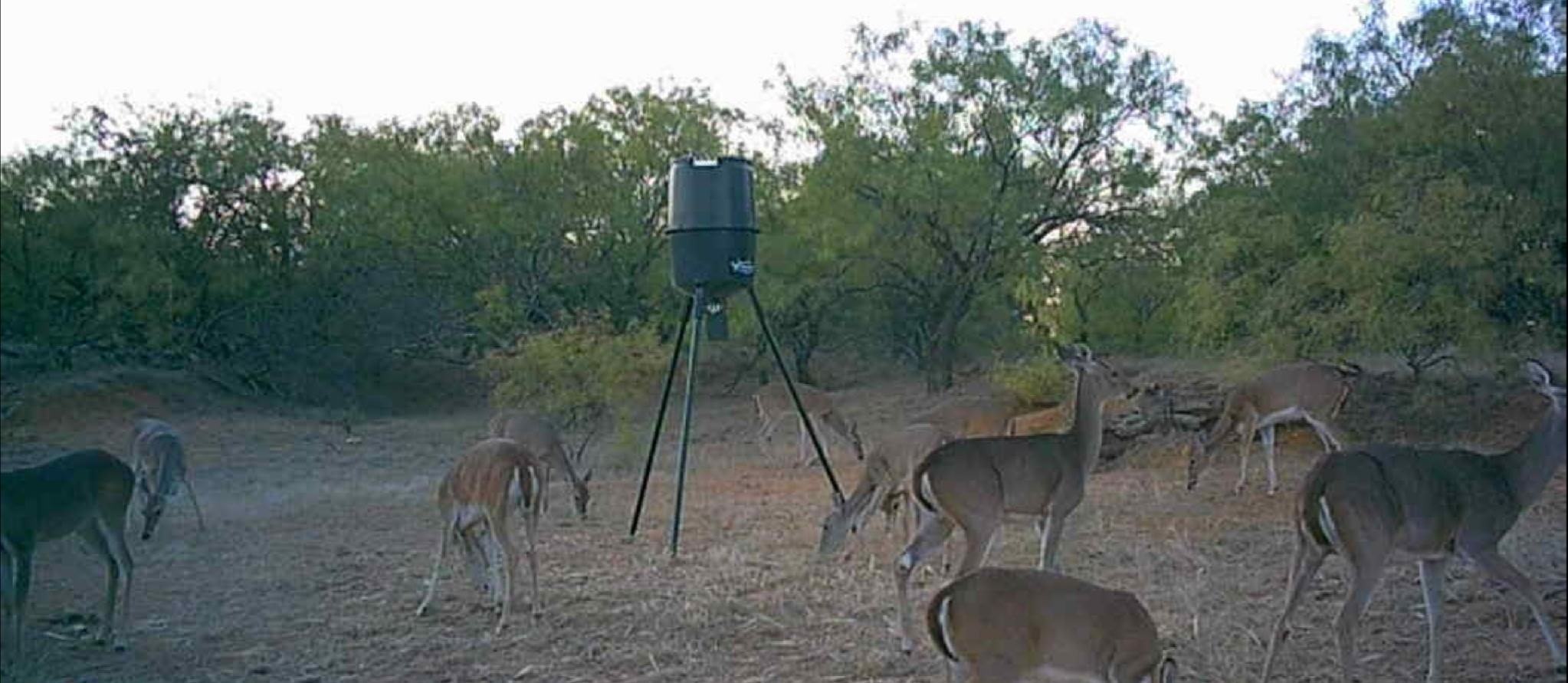 4599 Burwick Road Jacksboro TX 76458