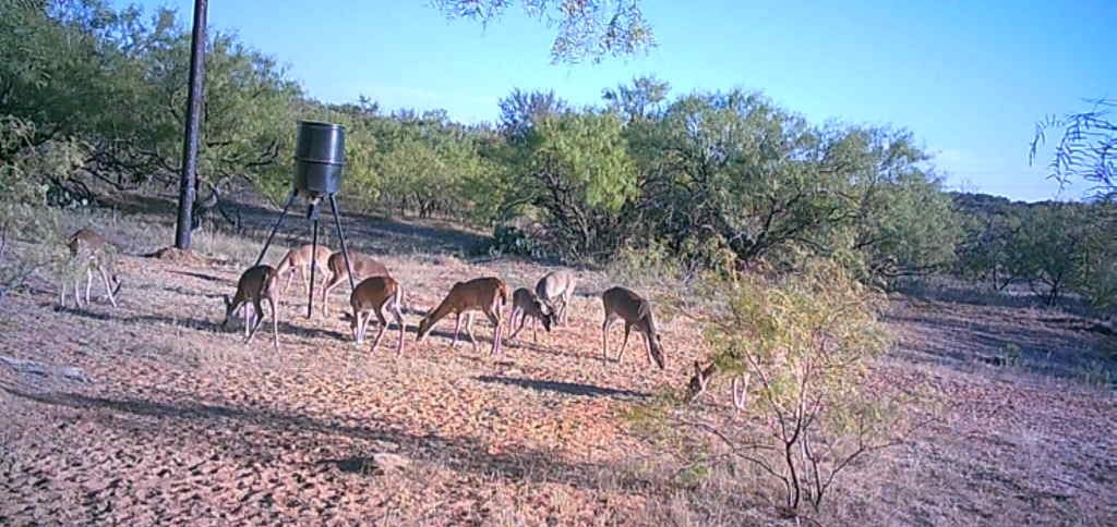 4599 Burwick Road Jacksboro TX 76458